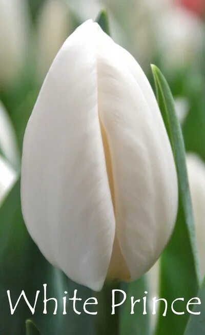 White prince тюльпан фото и описание TULIPA