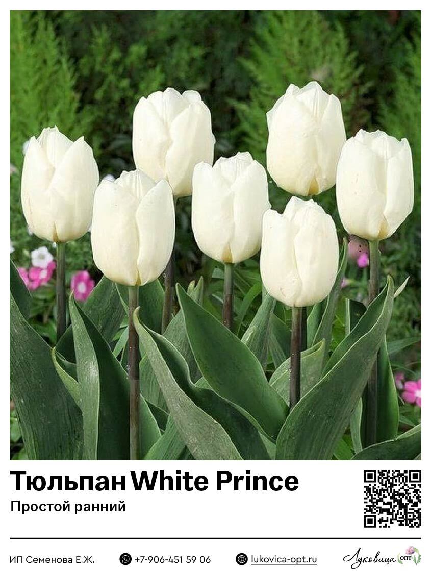 White prince тюльпан фото и описание Тюльпан White Prince (Простой ранний)