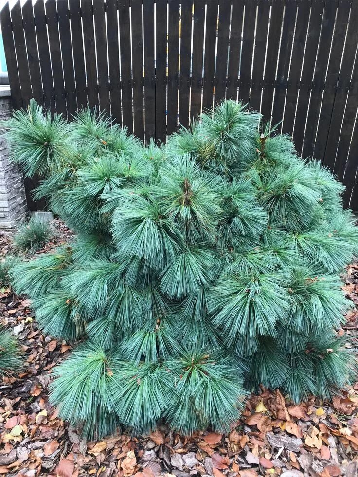 Wiethorst сосна описание фото Pinus x schwerinii 'Wiethorst' Plants, Dwarf conifers, Shrubbery