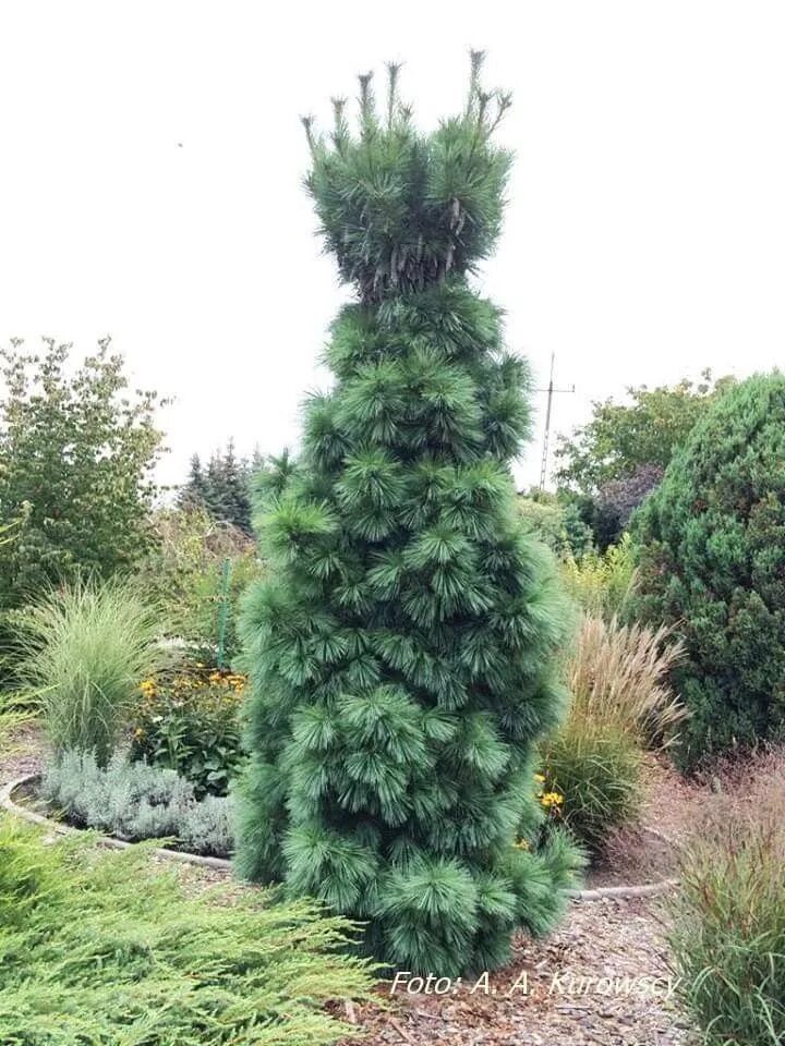 Wiethorst сосна описание фото Pinus x schwerinii 'Wiethorst' Conifers, Unique trees, Green trees