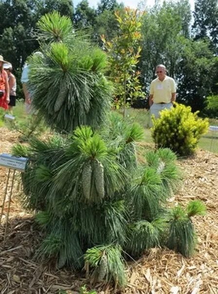 Wiethorst сосна описание фото Сосна Шверина 'Ваеторст' или Pinus schwerinii 'Wiethorst'. Фотография из альбома