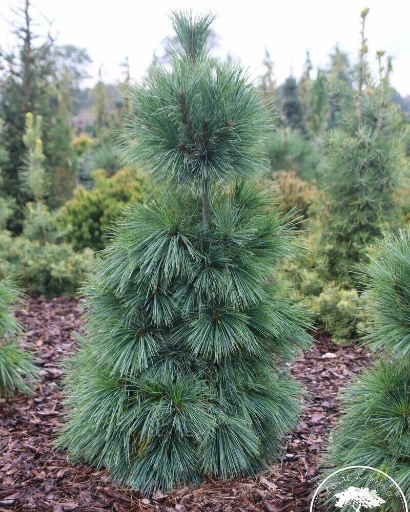Wiethorst сосна описание фото Сосна Шверина Витхорст (Pinus schwerinii Wiethorst) купить саженцы в Москве по н