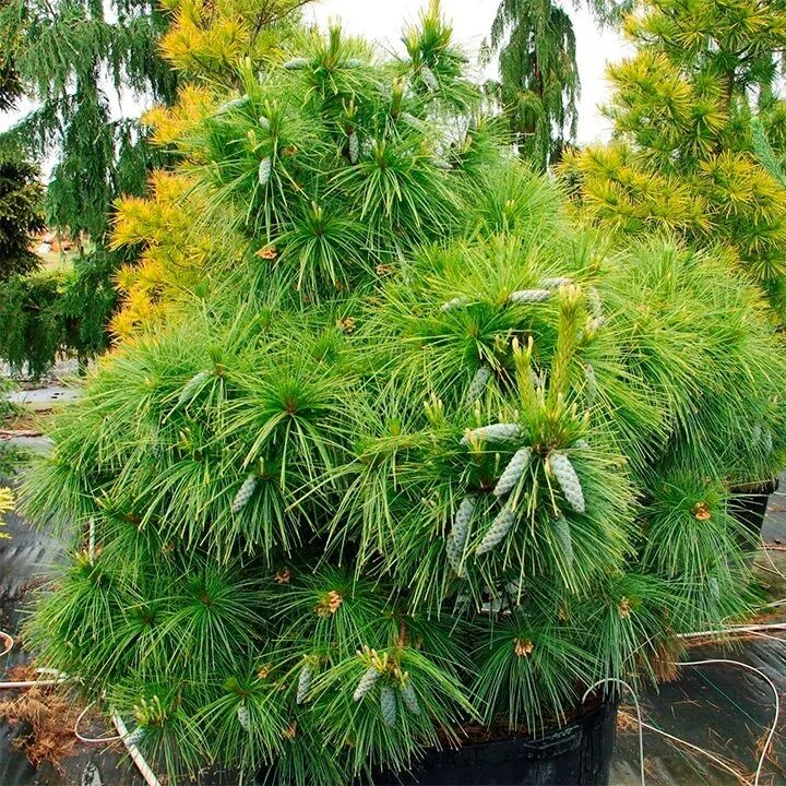 Wiethorst сосна описание фото Купить Сосна шверина Wiethorst - Сосна - GardenPlants