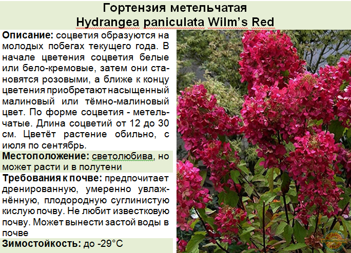 Wims red гортензия метельчатая фото и описание Гортензия Вимс Ред - описание метельчатой садовой гортензии