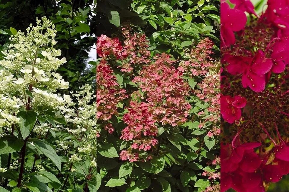 Wims red гортензия метельчатая фото и описание Метельчатые : Hydrangea paniculata Wim`s Red. Гортензия метельчатая Wim`s Red