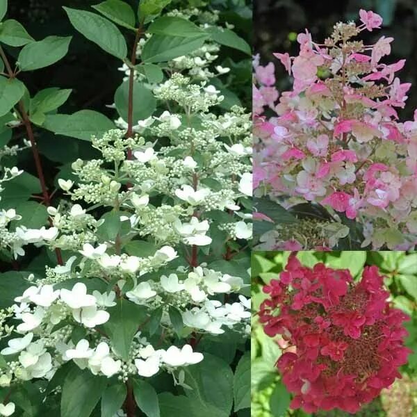 Wims red гортензия описание и фото Pin op Flowers & Garden
