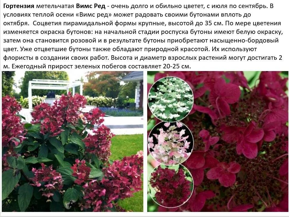Wims red гортензия описание и фото Гортензия Вимс Ред - описание метельчатой садовой гортензии