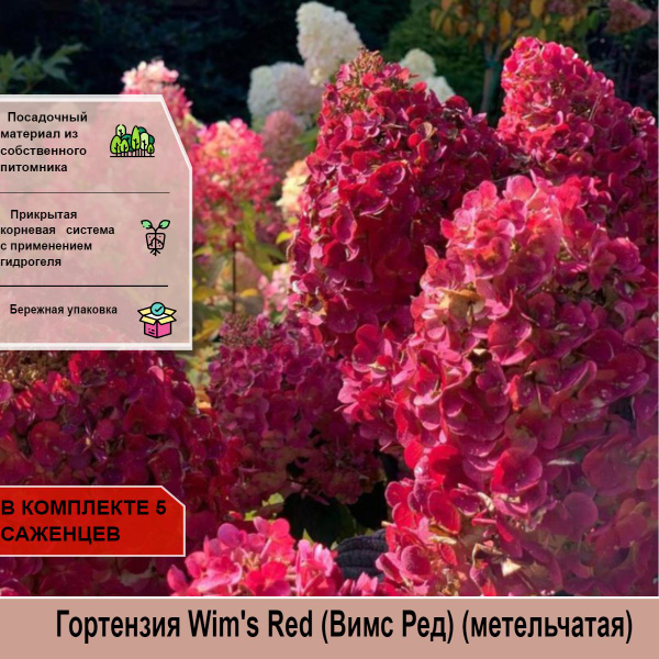 Wims red гортензия описание и фото 5 штук Гортензия Wim's Red (Вимс Ред) (метельчатая) - купить с доставкой по выго