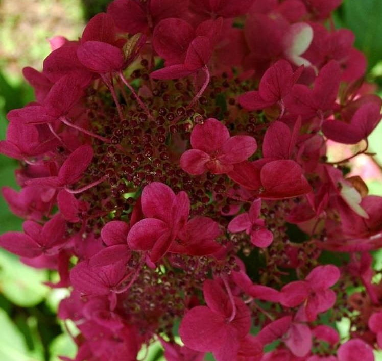 Wims red гортензия описание и фото Гортензия метельчатая Вимс ред (Wims red) - ОГСАУ "Лесопожарный центр"