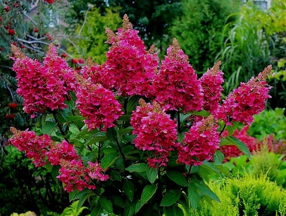 Wims red гортензия описание и фото Гортензия метельчатая Вимс Ред