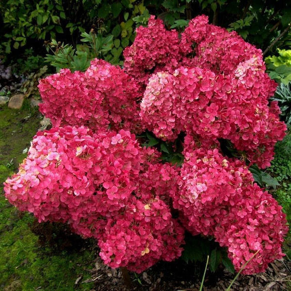 Wims red гортензия описание и фото Гортензия метельчатая Вимс Ред саженцы декоративных кустарников - купить с доста
