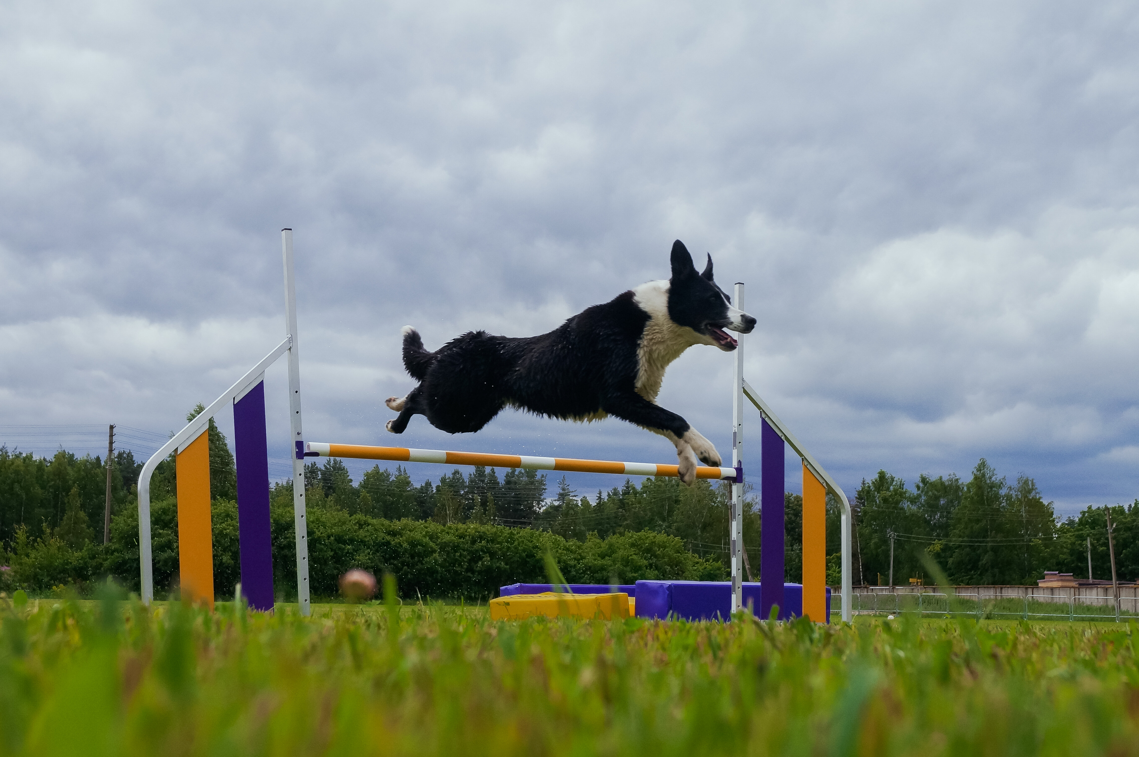 Woofpark костромская ул 15а село туношна фото Photo: Woofpark, dog park, selo Tunoshna, Kostromskaya ulitsa, 15А - Yandex Maps
