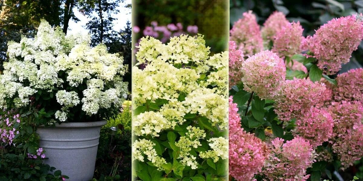Xs гортензия метельчатая описание и фото Гортензия Мохито, Н20+см, Р9