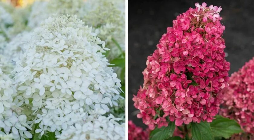 Xs гортензия метельчатая описание и фото Гортензия метельчатая "Royal Flower", Роял Флауэр