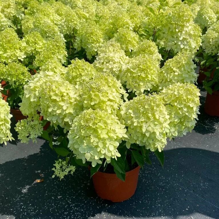 Xs гортензия метельчатая описание и фото Гортензия метельчатая Gardenlight XS-Light (Гарденлайт Икс Эс Лайт) - Хосты от М