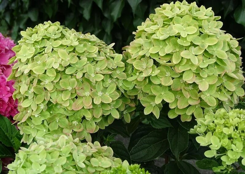 Xs гортензия метельчатая описание и фото Гортензия метельчатая "Махито" (Hydrangea paniculata "Mojito") "Кедр" Питомник р