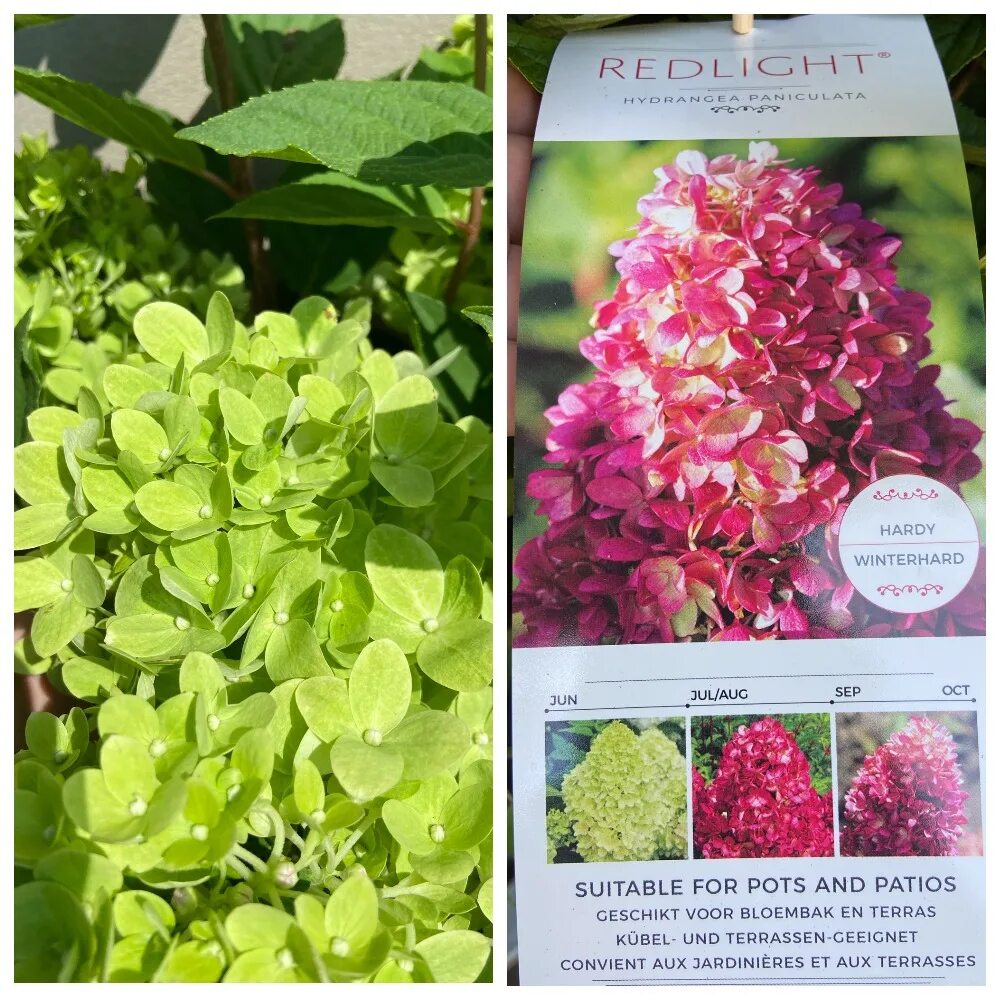 Xs лайт гортензия метельчатая описание и фото Hydrangea paniculata Gardenlight ® Redlight Гортензия метельчатая Гарденлайт Ред