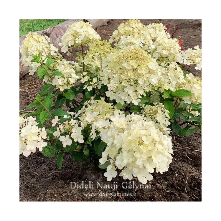 Xs лайт гортензия метельчатая описание и фото Hortenzija šluotelinė (Hydrangea paniculata) 'LITTLE ALF'®