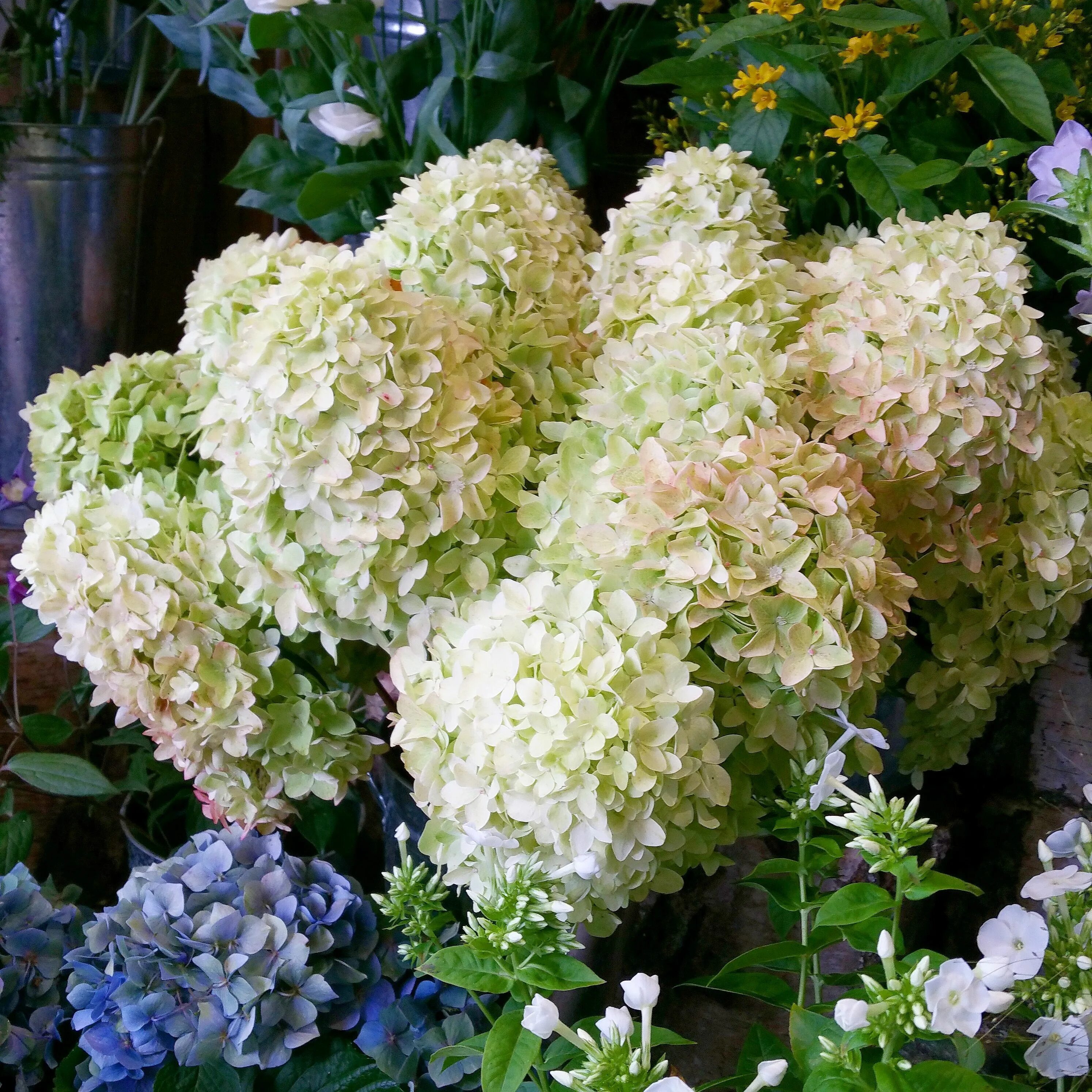 Xs лайт гортензия метельчатая описание и фото Limelight Hydrangea Fall Bouquets
