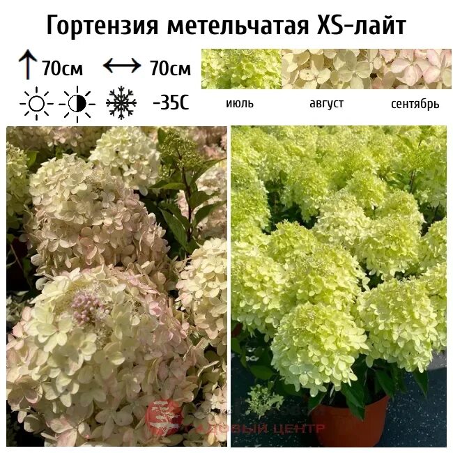 Xs лайт гортензия метельчатая описание и фото Гортензия метельчатая "XS-лайт" (XS-Light) купить саженцы в интернет-магазине в 