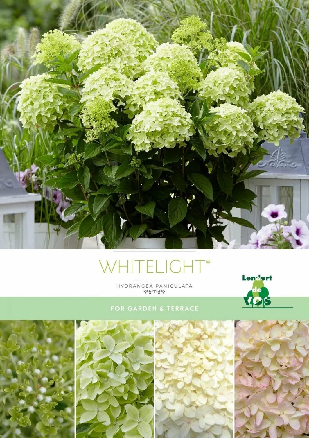 Xs лайт гортензия метельчатая описание и фото Hydrangea paniculata Gardenlight Whitelight Гортензия метельчатая Гарденлайт Вай