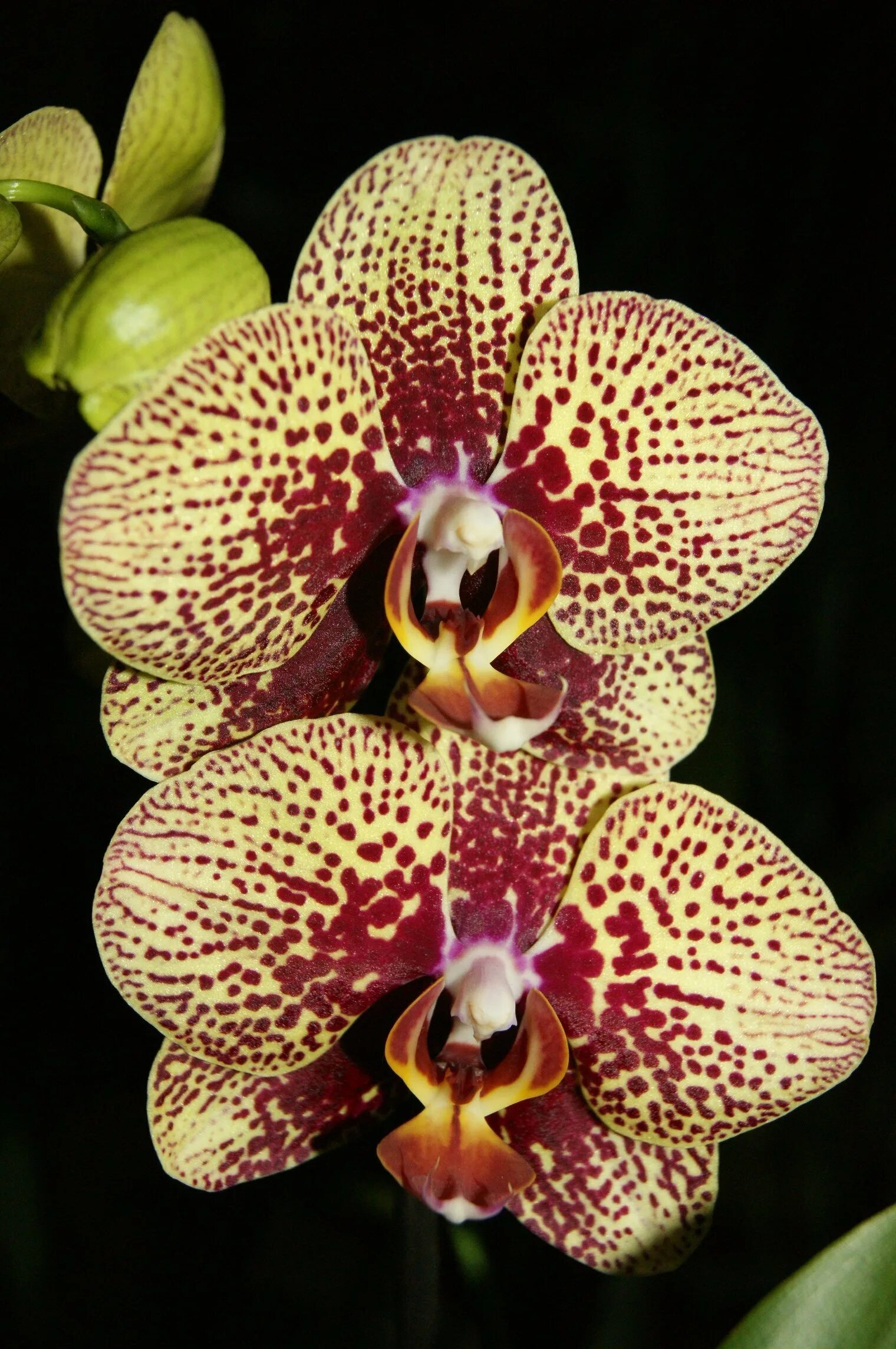 Yellow leopard орхидея фото Орхидея желтый леопард фото - ViktoriaFoto.ru