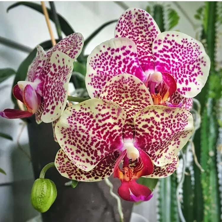 Yellow leopard орхидея фото Орхидея Phalaenopsis I Hsin Chocolate: фотографии Натуралист Фотогалерея природы
