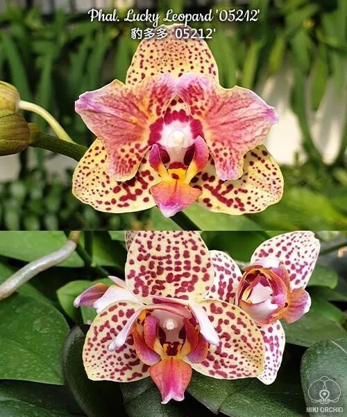 Yellow leopard орхидея фото 1200р 2,5 phal. Фотография из альбома NCK - 11 из 70 ВКонтакте