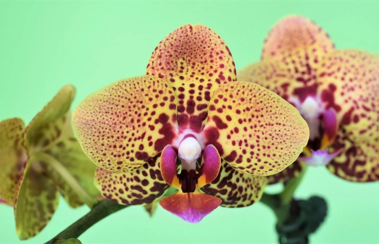Yellow leopard орхидея фото ОрхоРай фаленопсис 18 - купить по выгодным ценам в интернет-магазине OZON (15888