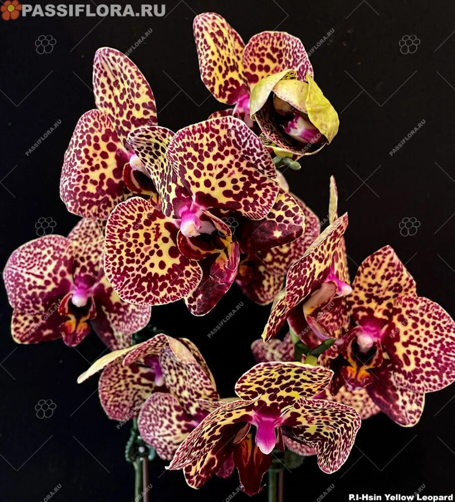 Yellow leopard орхидея фото Passiflora.ru - Коллективные заказы Орхидея, Орхидеи