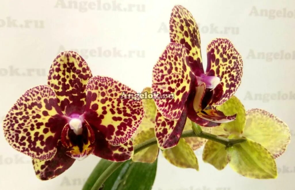 Yellow leopard орхидея фото Фаленопсис Желтый Леопард детка (Phalaenopsis I-Hsin Yellow Leopard) Тайвань - к