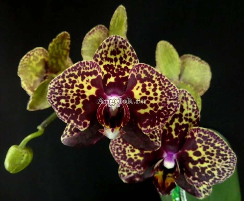 Yellow leopard орхидея фото Фаленопсис Желтый Леопард детка (Phalaenopsis I-Hsin Yellow Leopard) Тайвань - к