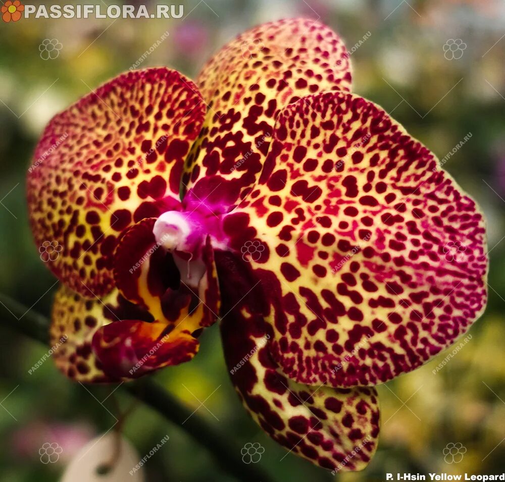 Yellow leopard орхидея фото P. I-Hsin Yellow Leopard Passiflora.ru - Сервис коллективных заказов
