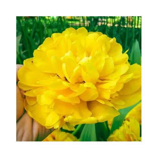 Yellow pomponette тюльпан фото Тюльпан Yellow pomponette Тюльпаны - купить, 30,60 грн. цена в Украине NOVAFLORA