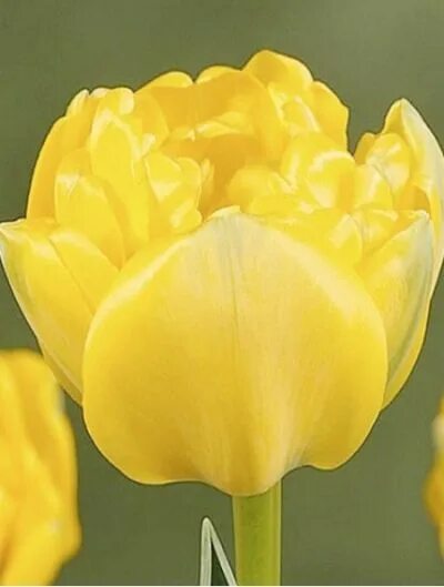 Yellow pomponette тюльпан фото Тюльпан Махровый ранний Авангард (густомахровый, нежный, кремово-жёлтый, 10шт, 1