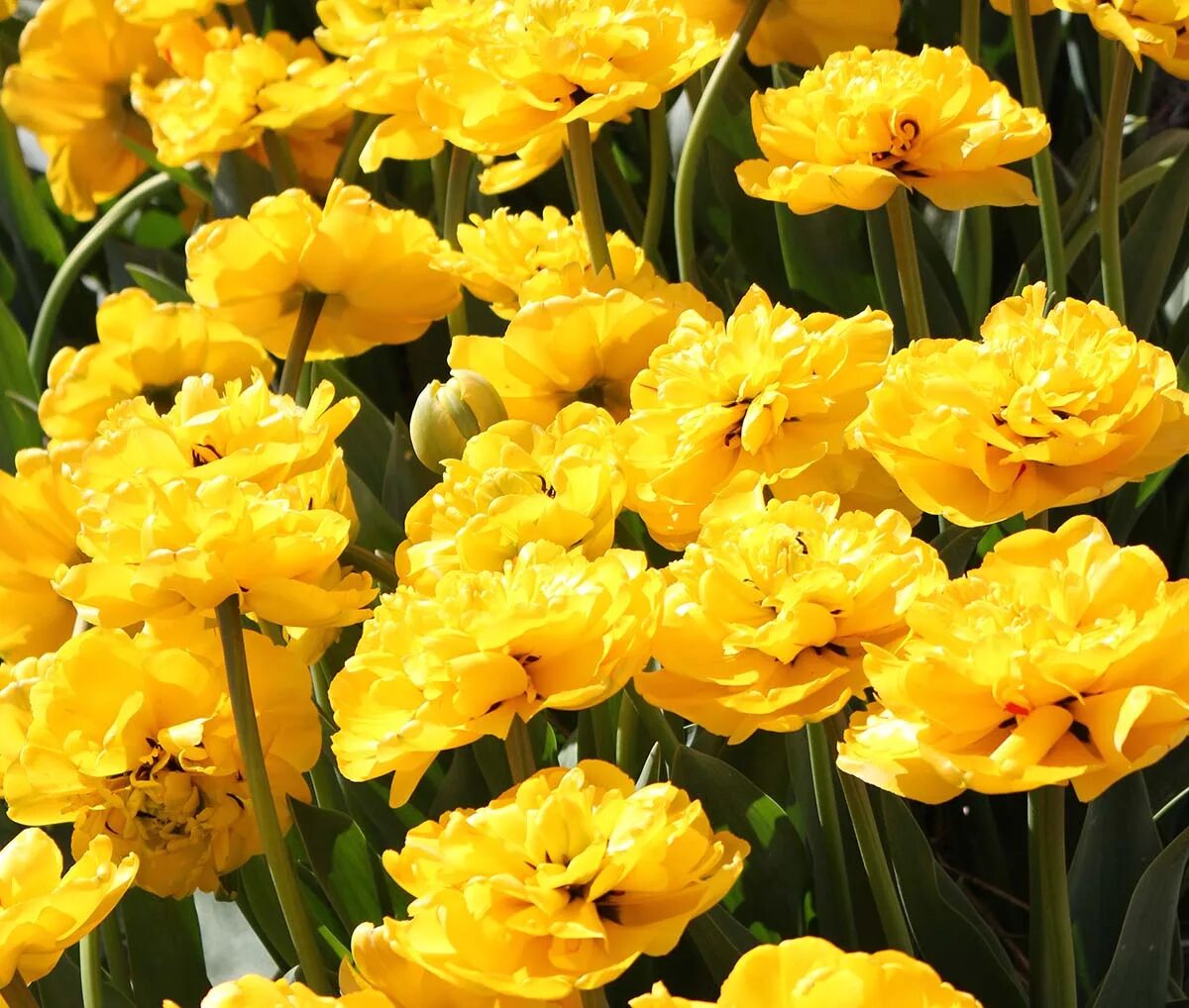Yellow pomponette тюльпан фото Тюльпан Yellow Pomponette: солнечные образы Естественные пейзажи Фотогалерея при