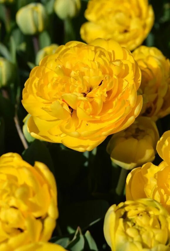 Yellow pomponette тюльпан фото Тюльпан махровый Йеллоу Помпонетт 10 шт. - купить в питомнике по цене 552 ₽ с до