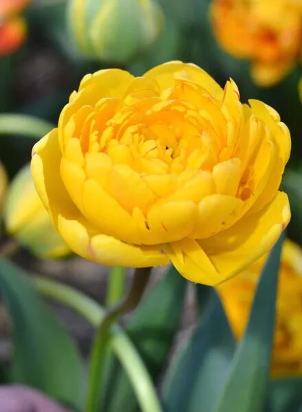 Yellow pomponette тюльпан фото Луковицы Тюльпан МастерСад купить по выгодной цене в интернет-магазине OZON (155