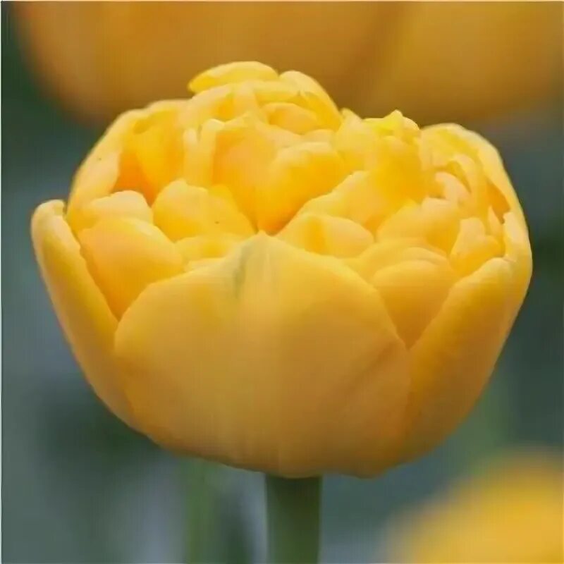 Yellow pomponette тюльпан фото Луковицы тюльпана Yellow pompenette (7шт.) - купить в интернет-магазине по низко