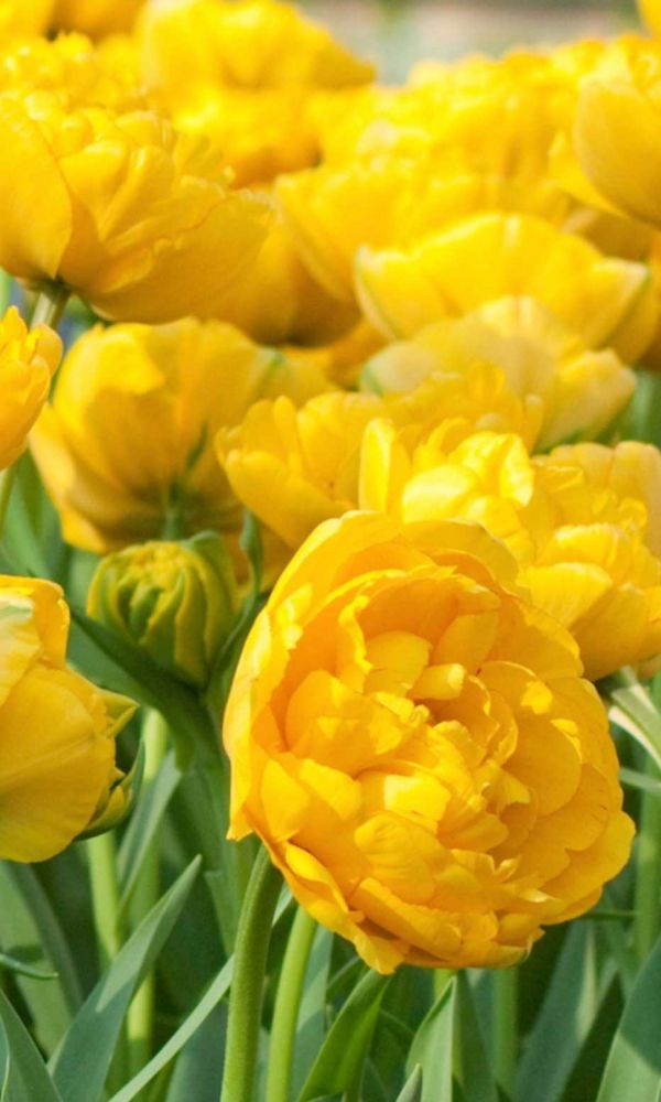 Yellow pomponette тюльпан фото Тюльпан ЙЕЛЛОУ ПОМПОНЕТ махровый. Тюльпан. Луковичные и клубневые цветы. Интерне