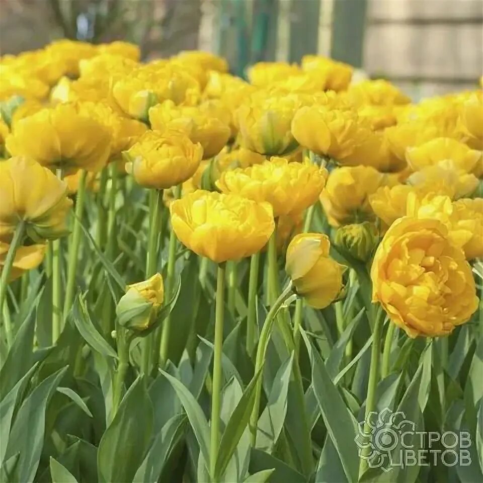 Yellow pomponette тюльпан фото Купить луковицы тюльпанов Yellow Pomponette почтой, низкие цены в интернет-магаз