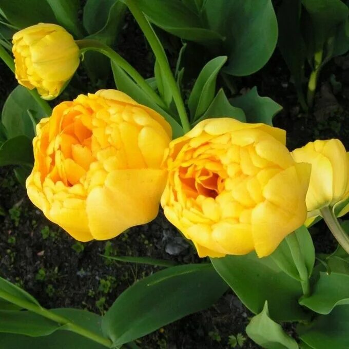 Yellow pomponette тюльпан фото Blooming Life / Тюльпан махровый поздний Йеллоу Помпонетте Тюльпан Махровые. Сем