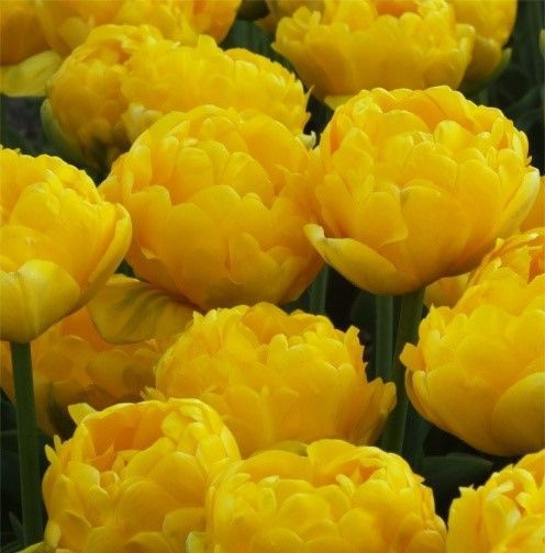 Yellow pomponette тюльпан фото Луковицы Тюльпан Holland Bulb Market купить по выгодной цене в интернет-магазине