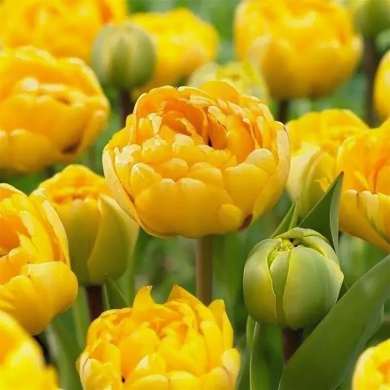Yellow pomponette тюльпан фото Тюльпан Йеллоу Помпонетт 10 шт/уп - интернет-магазин СеДеК