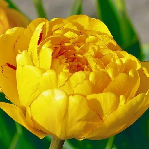 Yellow pomponette тюльпан фото Тюльпан махровый Йеллоу Помпонетт 3 шт. - купить в интернет-магазине по низкой ц