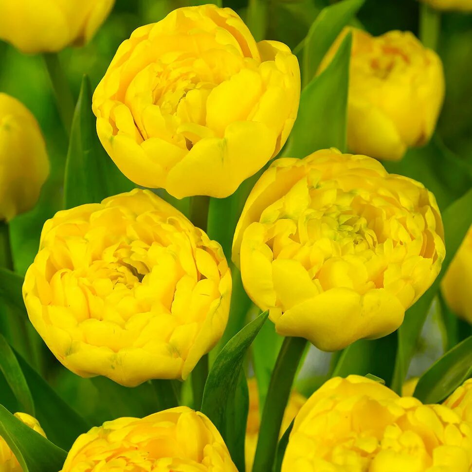 Yellow pomponette тюльпан фото Купить тюльпан йеллоу помпонет (tulipa yellow pomponnet), 10 шт (разбор 12/14) п
