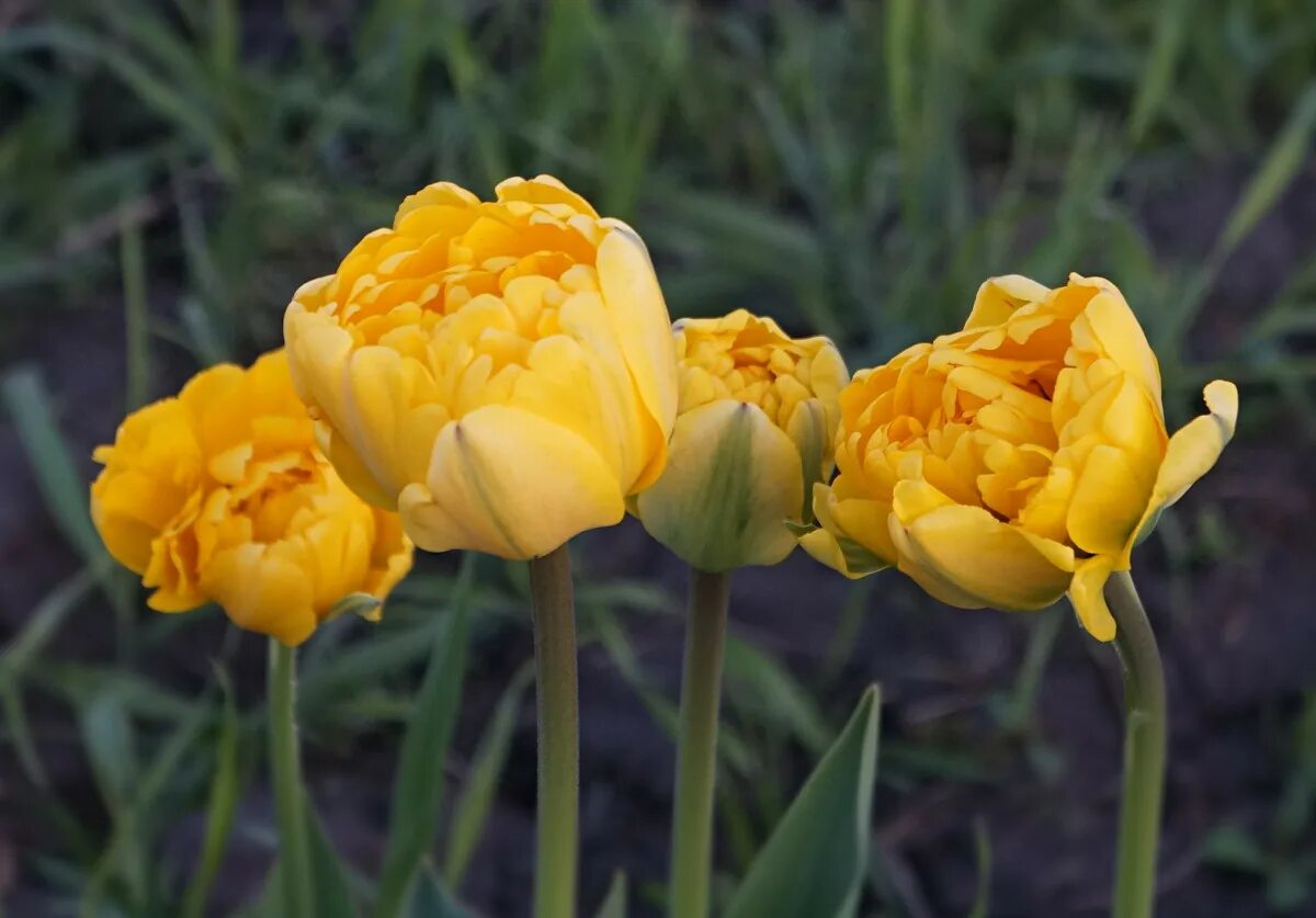 Yellow pomponette тюльпан фото Тюльпаны, нарциссы, крокусы - какие сорта порадовали меня этой весной? Фото - Бо