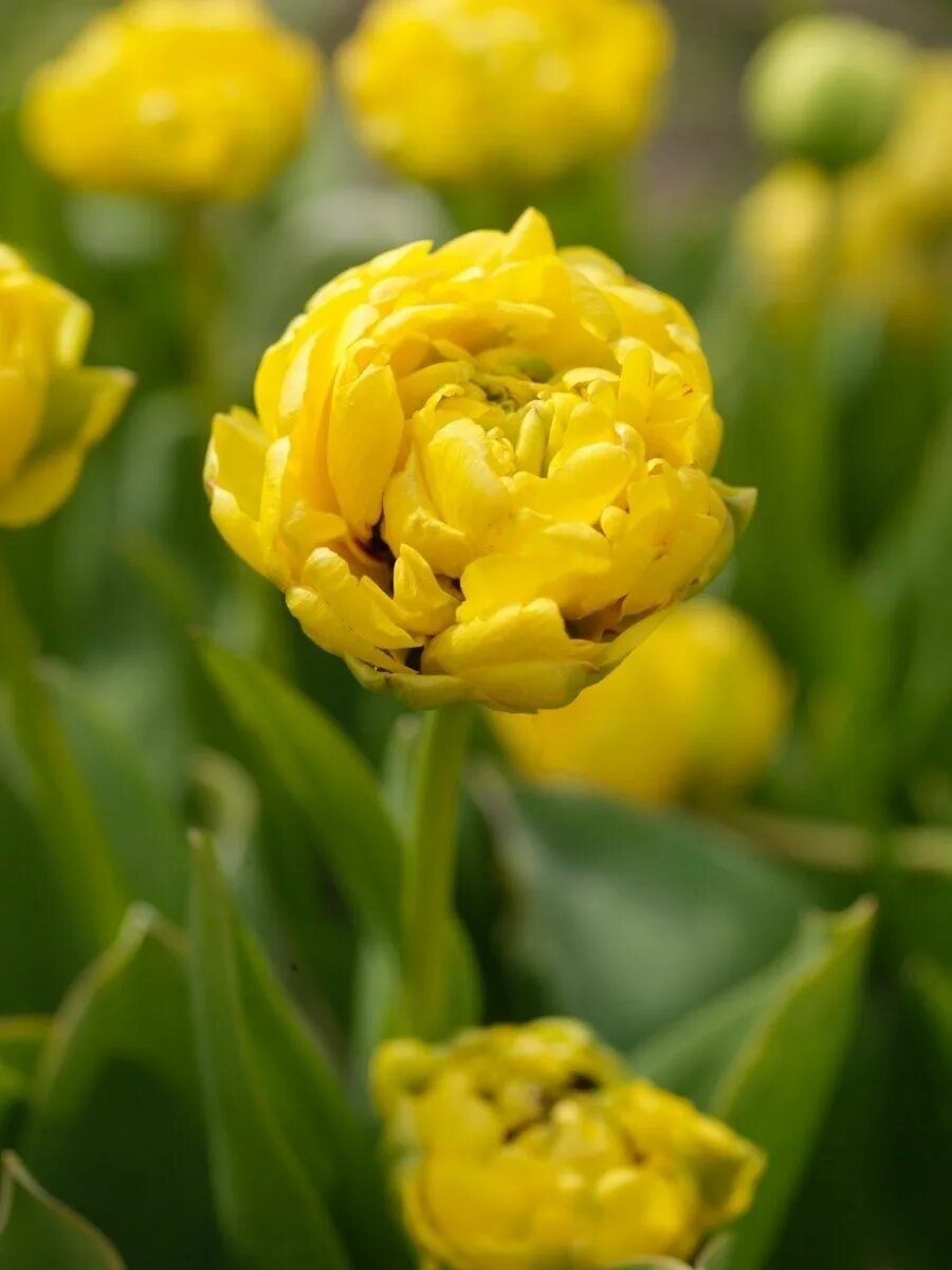 Yellow pomponette тюльпан фото Луковицы Тюльпан махровый поздний Йеллоу Помпонет 3 шт Blooming Life 97034193 ку