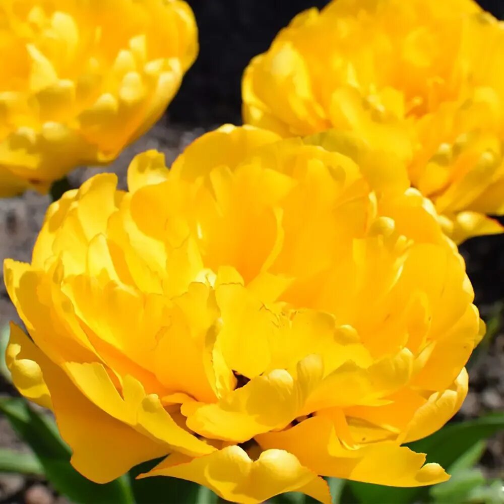 Yellow pomponette тюльпан фото Тюльпан "Йеллоу Помпонет", 10х11 см ✳ купить по цене 30 ₽/шт. в Нижнем Новгороде