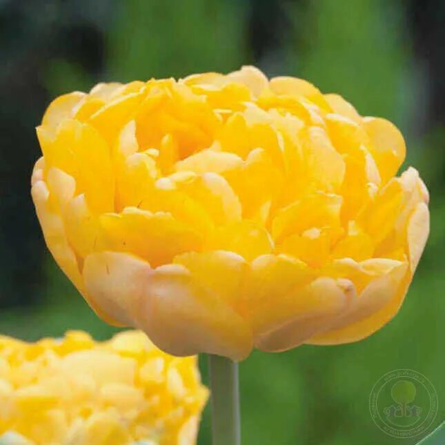 Yellow pomponette тюльпан фото Тюльпан Йеллоу Помпенет (Tulipa Yellow Pompenette) купить луковицы в Москве по н